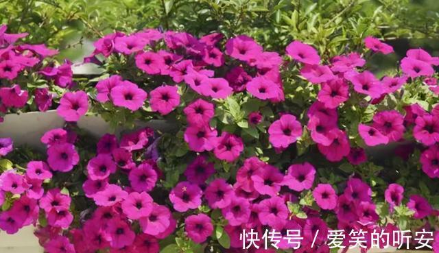 太阳花|逛花市碰到这三种花,一定要买一盆,它们都是夏季开花“劳模”