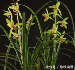 阳台养殖兰花类花卉要特别注意四个最为关键的问题