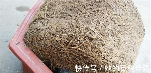 盆景|制作高价值的盆景,炼根是关键,看看怎么炼!