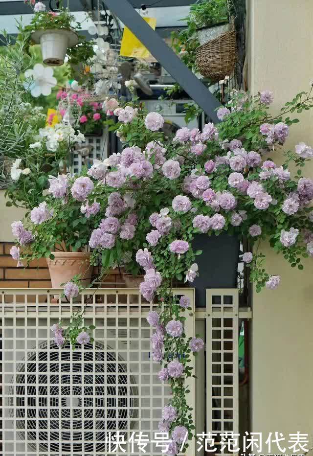 天狼说月季丨花苞透色了?别愣着呀,这些活你都做了吗