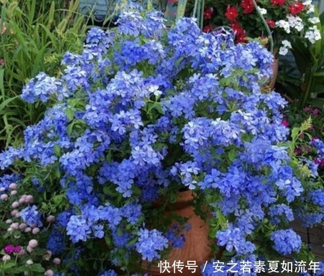 阳台|这5种花很好养，浇水就行，有阳光就爆花，阳台变花海！
