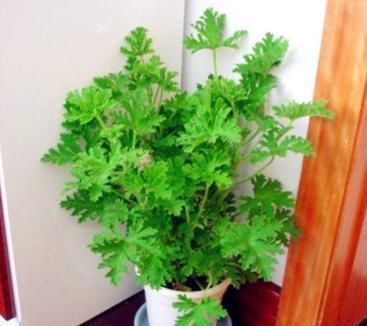 疏松|“万能水”浇花,盆土疏松不板结,10年不用换盆也能疯长