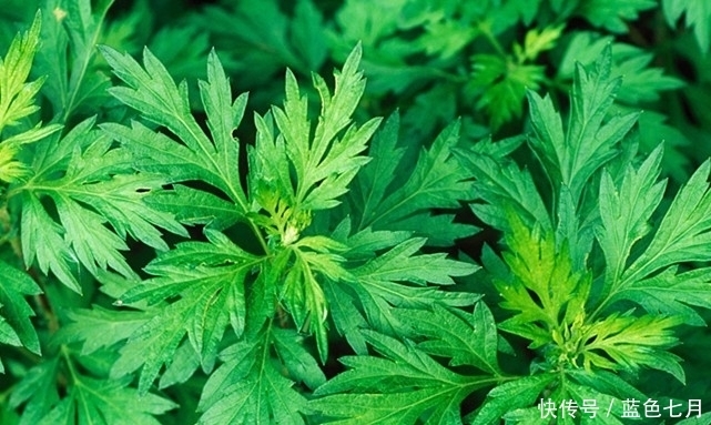 纯天然|纯天然的“子宫卫士”,经期多吃点,子宫更干净,远离妇科炎症