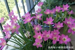 苏子籽|想要植物长得好，一种花肥炒一炒，养花盆底垫一些，3年不用施肥