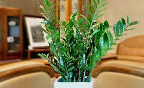 观赏价值|居家养花,首选这3种,寓意美好观赏价值极高,是盆栽佳品!