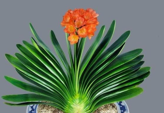 根系|君子兰黄叶、烂根、叶片歪斜、不开花等常见问题，该怎样办