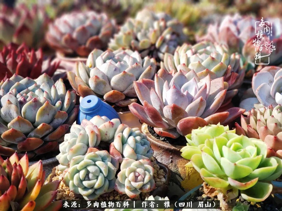 养多肉六年,从痴迷到佛系,世事漫随流水,唯有喜爱永恒!