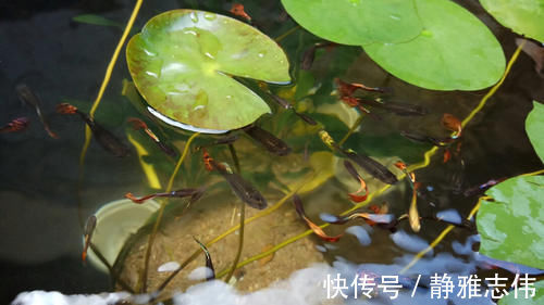 饲养孔雀鱼，永远避免不了的四大难题，也是孔雀鱼的主要死亡原因