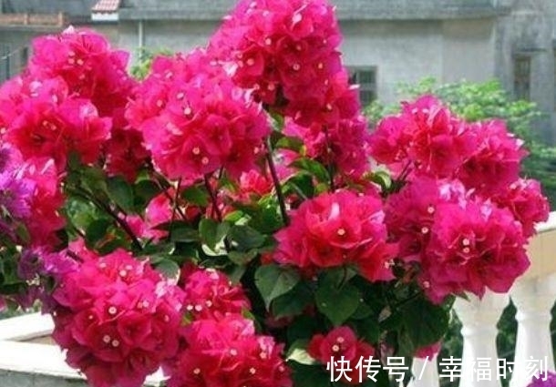 凤仙花|养花就养这几款，花朵小巧玲珑，层层交叠，烂漫迷人眼