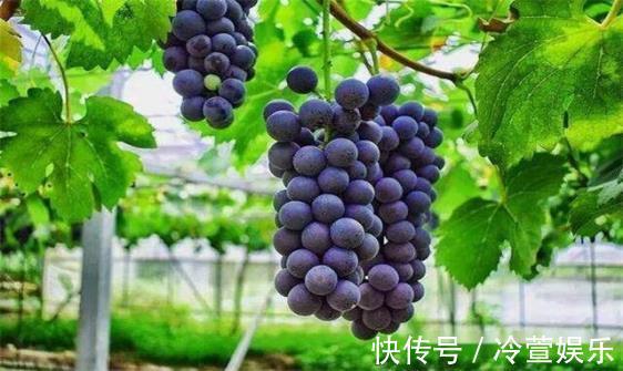 降脂减肥|想养生,多吃3类食物,降脂减肥,促进消化,谁吃谁年轻