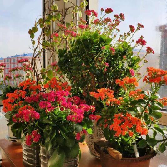 盆栽养殖长寿花,花谢就修剪、施肥,等一个月又能催花了