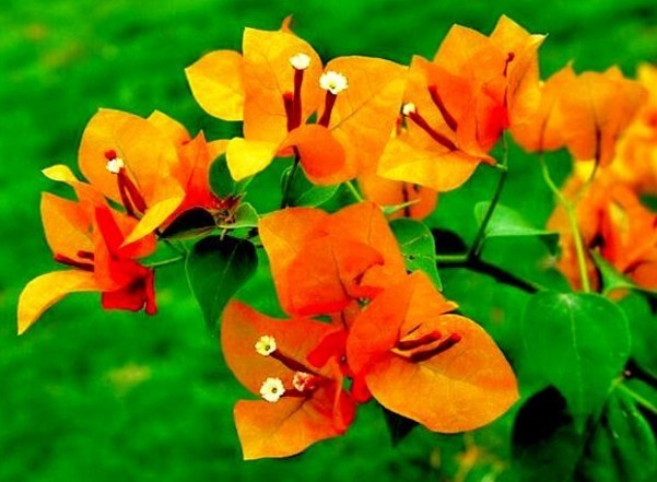 喜欢三角梅,不如养“珍稀名品”柠檬黄三角梅,开花爆盆艳丽多姿