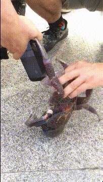 |搞笑GIF:我不是来接孩子的,我是来接女朋友的