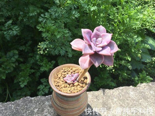 紫乐|入夏养多肉首选''4种'',好养易度夏,2年成“老桩”,高档又霸气!