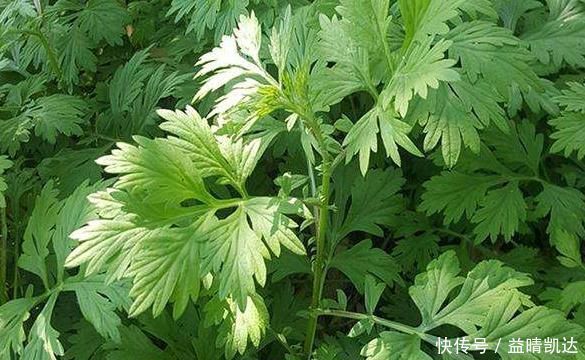 田间地头没人要的野草，却是腰间盘突出的“救命草”，三天起效