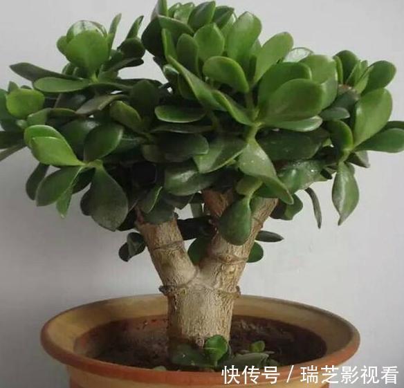 自制|居家自制肥:别光盯着淘米水了,用它们做花肥,营养价值更高