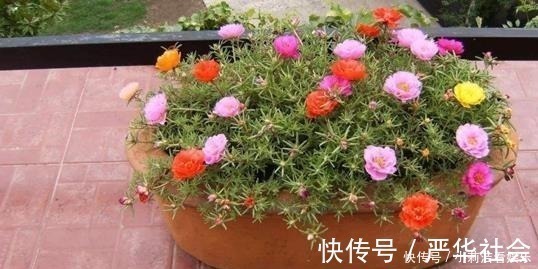 浇水|最适合懒人养护的这些花，不用费心养护，就可花开繁盛！