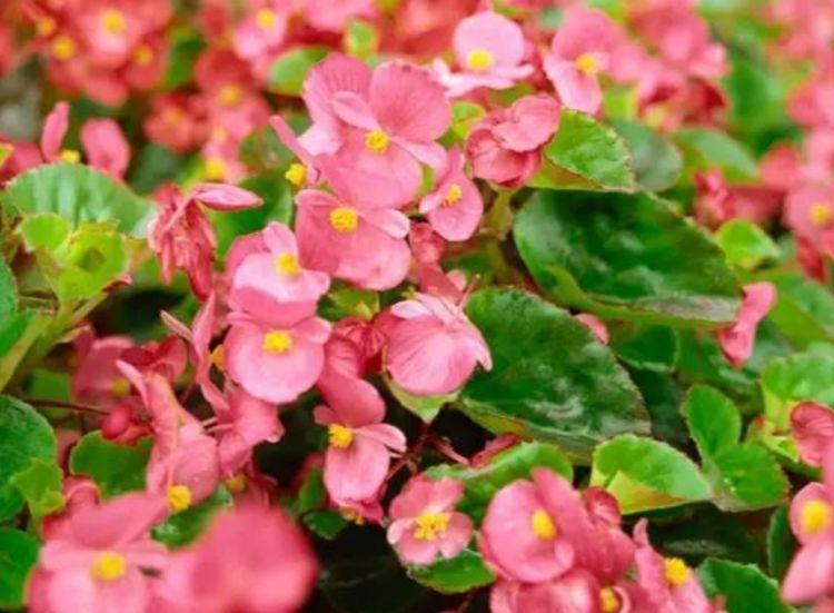叶子|4种花养在家里,一整年都有好运气,阳台开成“小花园”!