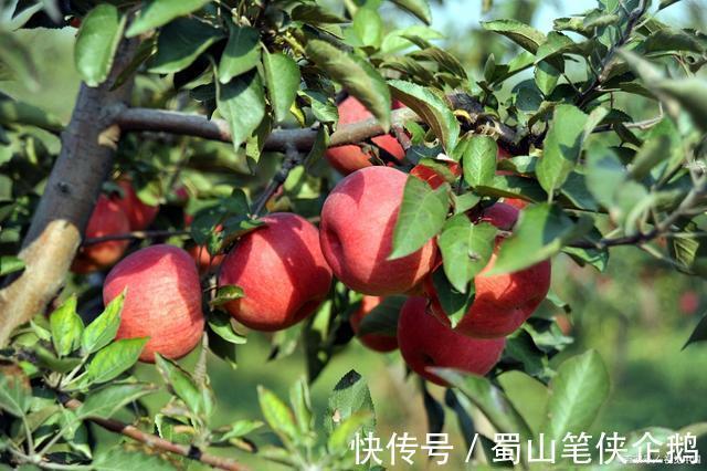 秋季|秋已至,谨记“润肺养胃”,喝二茶、吃三果、做四事,健康一整年