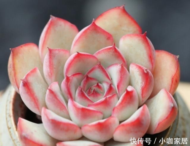 天冷温差大,多肉花月夜叶缘为什么不红?掌握3个方法叶边红起来