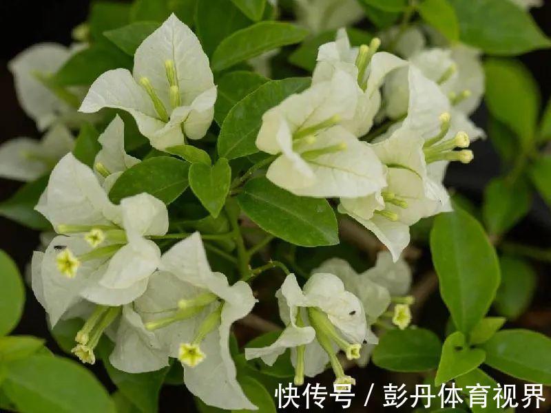 叶子|十月养这花,撸叶子、少浇水,10天冒出大花苞!