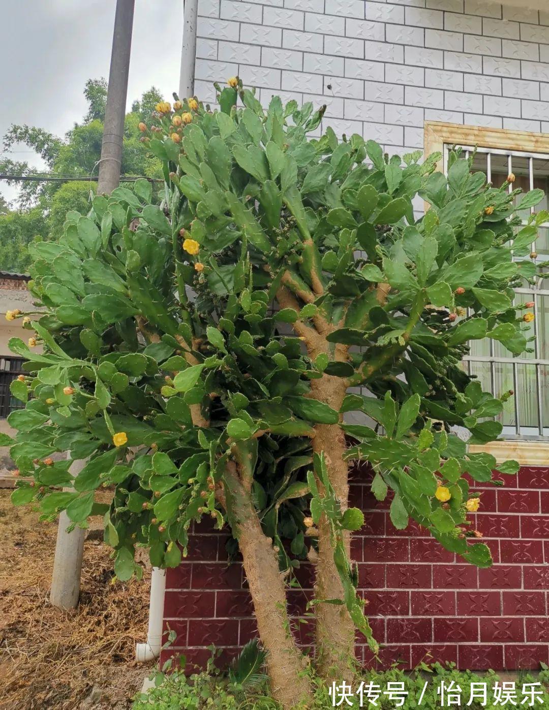 朱顶红|花也能成精，养成巨无霸，一次开花50朵，比小孩还高！