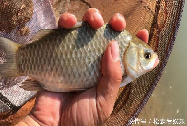 冬季钓鱼打窝要做到3多1少，对你的鱼获大有帮助