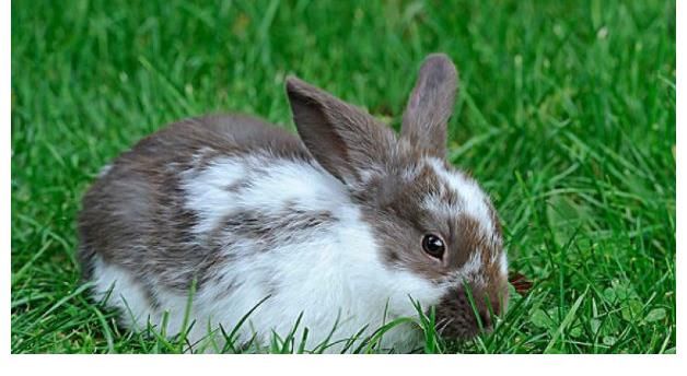 生肖兔:75年的小兔子,六月将迎双喜临门,