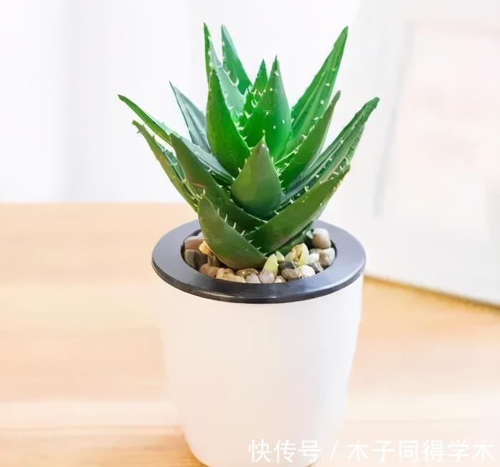 懒人花|4种懒人花,丢外面10个月不管它,反而枝繁叶茂开满枝