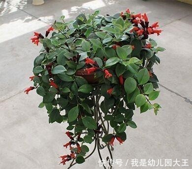 姐姐养了8年的口红吊兰，从二楼垂下来，开花红火，远看像极了画！