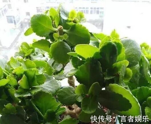 磷酸二氢钾|浇点“甜甜水”,长寿花叶子厚,绿油油,不发红,还能多开花