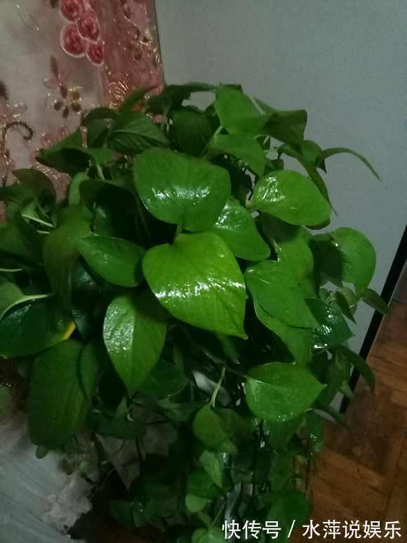 若是绿萝长得缓慢，只需1个方法，拼命长成绿胡须爷爷