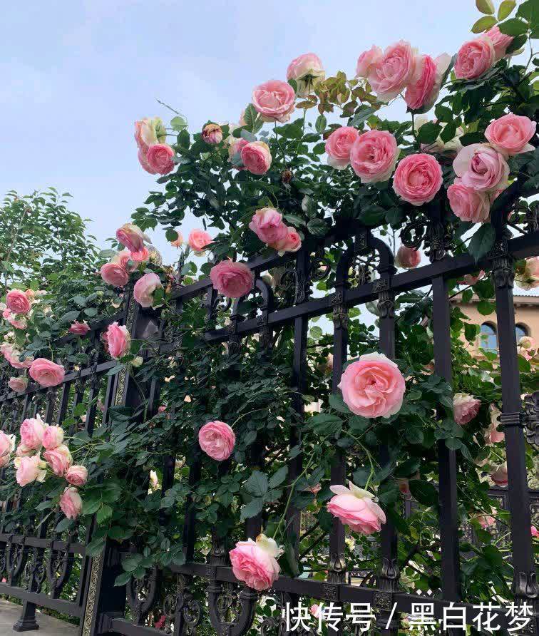 养护|有院子一定要养的“3种花”,花多花大又好看好养,美成一幅画