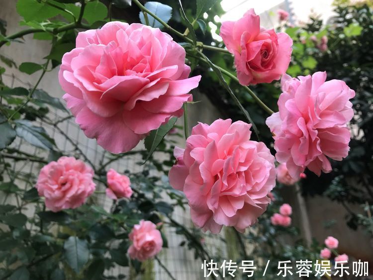 家养这些植物,阳台开出花海,花大色艳,家中常常有花赏