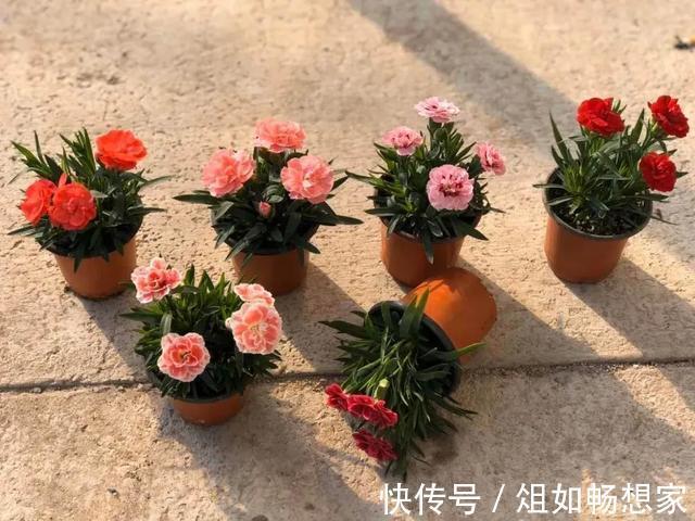 这花爆开50朵，剪几枝送人倍有面子，比买鲜花强多了！