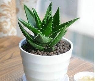 厨房油烟大?这6种绿植吸油烟,长得旺,环境清新又健康!