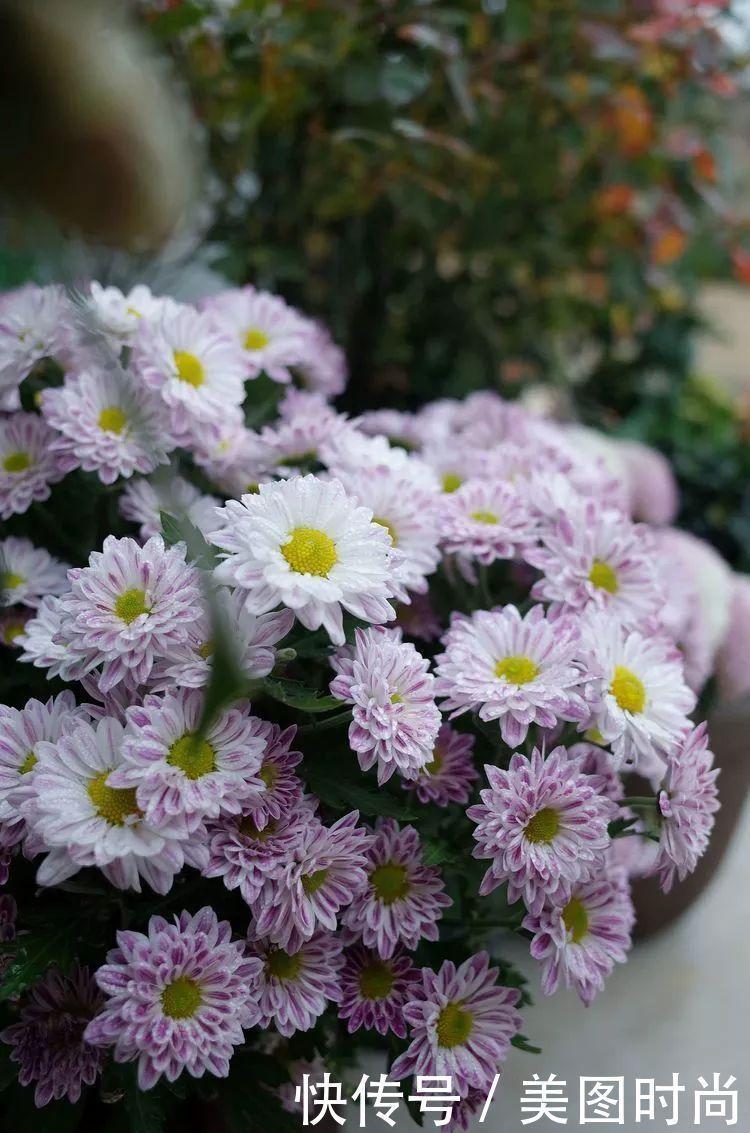 130㎡大露台,花1年改造成“花草蔬果园”,体验屋顶上的田园生活