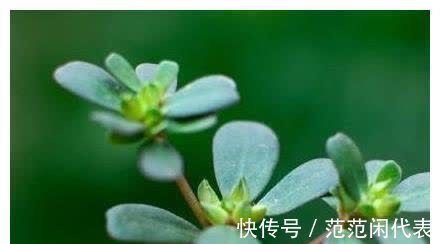 清热解毒|胃病的“大救星”来了,经常吃它,保护胃黏膜改善多年老胃病