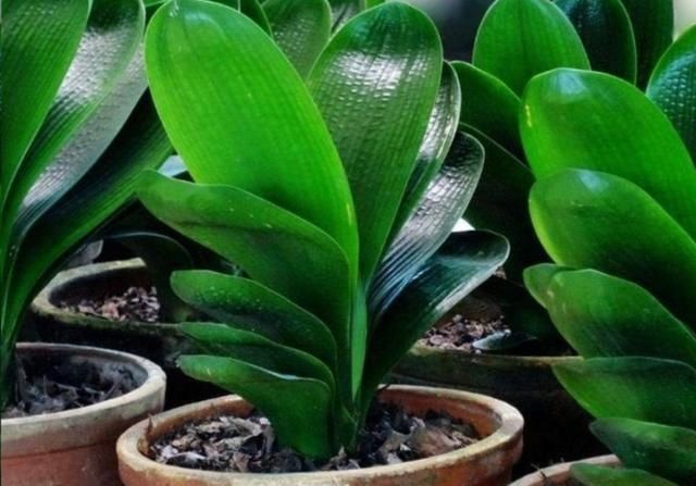 植株|君子兰叶子出现褶皱，3个方面没有做好，应及时改正