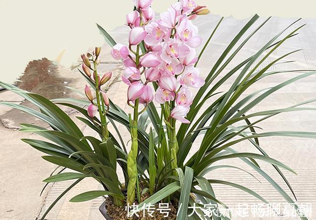 水雾|兰花想多冒芽？养护注意三动作，顺利春化，清香宜人小半年