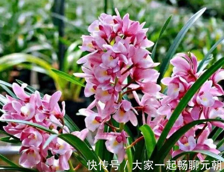 谁见了都喜欢的4种花，好养又漂亮，花香四溢飘满屋，美爆了