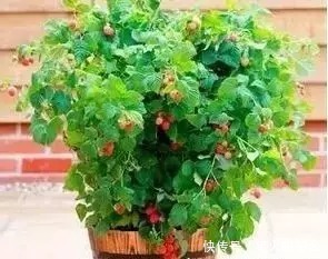 结果多、好养活、不占地方的6种水果,阳台也可以收获满满一大盆