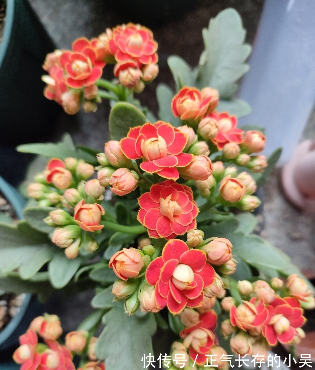 长寿花有“4喜”和“3怕”，冬天养护尤其要注意