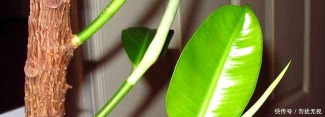 花盆|路边捡一把扔到花盆里，土壤肥的流油，根壮不腐烂，3年不用换土！