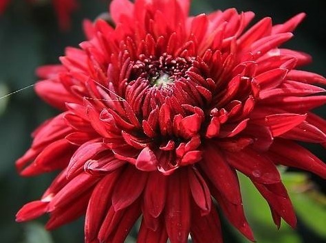 新手|新手养护花卉,就养比牡丹好养,比菊花富贵的花卉,一开150天!