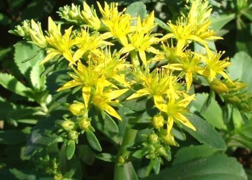 活血|女人想肌肤好,多吃的好食物,细腻肌肤,排毒活血,不显老