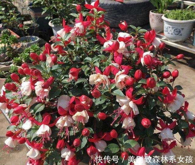 5种漂亮花,夏天不能见太阳,一见软踏踏,赶紧挪地方