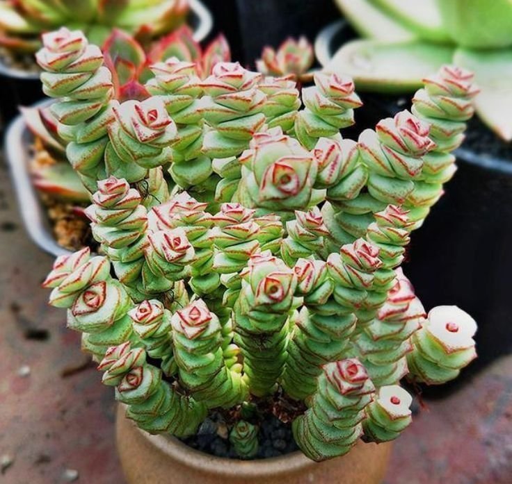 此种花很好养,耐热耐晒更耐旱,浇水就疯长,开花爆盆很容易