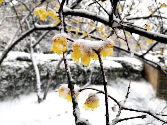 春雪漫卷，蓬莱阁的美藏不住了！