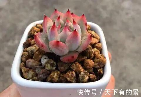 家里的多肉还好嘛,长假过后,多肉植物这么做,迅速恢复最美状态